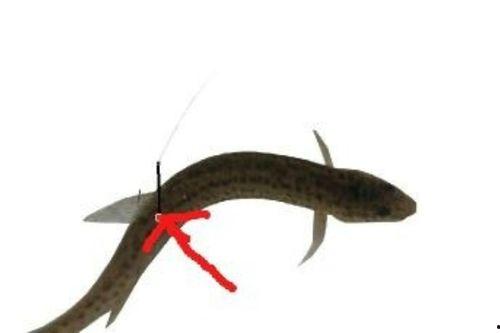 泥鳅钓翘嘴视频