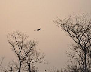 孤雁杜甫视频,穿越时空的悲鸣与坚守