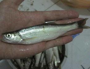 串钩钓白条鱼技巧视频,视频教程深度解读