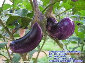 茄子的管理技术视频,茄子高效管理关键技术解析