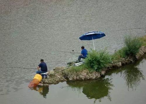 野外钓鱼视频大全